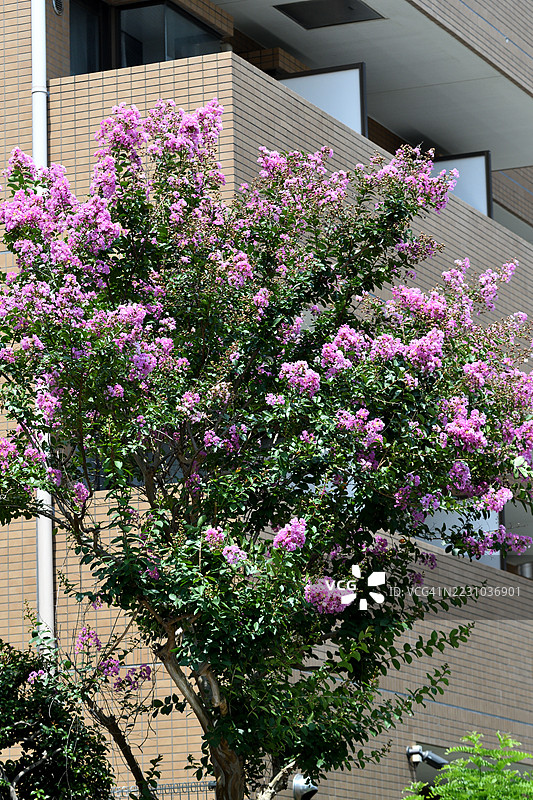 紫薇花/紫薇：直立且扩展的树木，拥有美丽的树皮和夏季绽放的花朵图片素材
