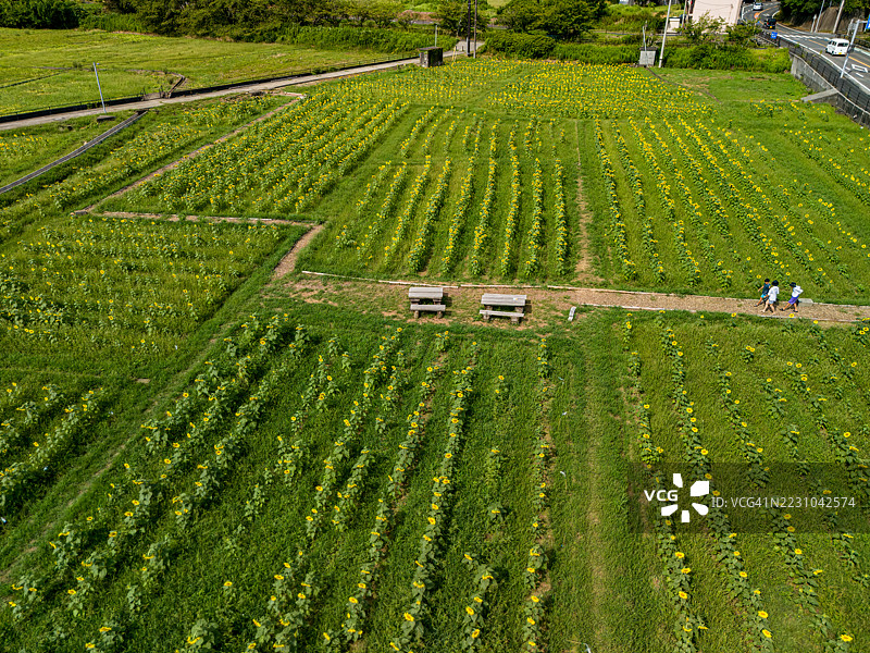 由当地农民自愿经营的向日葵田。使用无人机进行的航拍，已获得许可。日本静冈县加茂地区南伊豆町的Hinno - 2025年8月13日图片素材