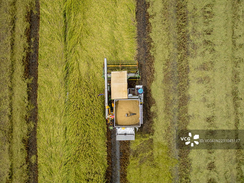 现代收割机从空中收割稻谷图片素材