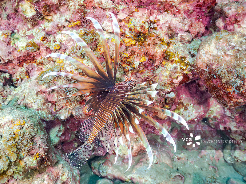 红狮子鱼，飞鱼属。海洞中的鱼群。日本静冈县南伊豆中木港的平子海滩 - 2025年7月6日。平子海滩是日本本岛本州最佳浮潜地点之一。图片素材