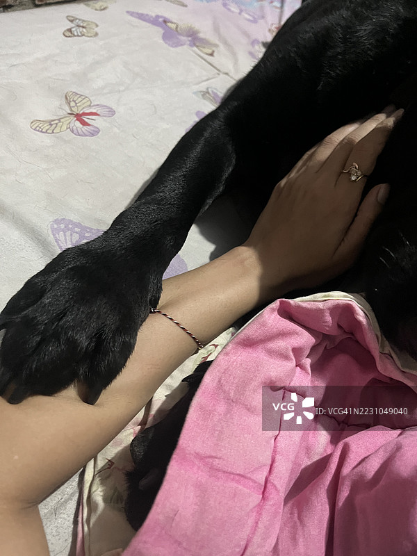 拉布拉多犬与主人手拉手图片素材
