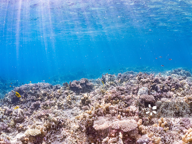 斑点狐面鱼（Siganus unimaculatus）、条纹蝴蝶鱼（Chaetodon lineolatus）。一群热带鱼。美丽的蓝绿小丑鱼、蓝绿铬鱼（Chromis viridis）等。阿穆罗岛，座间味岛，庆良间2025。图片素材
