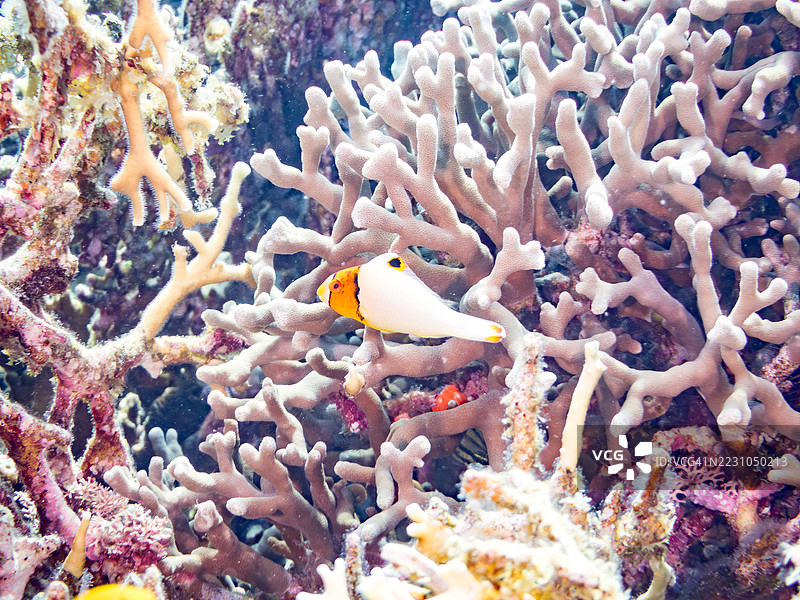 神秘的双彩鹦嘴鱼/红点鹦嘴鱼(Cetoscarus bicolor)及其他鱼类在美丽的珊瑚礁中。一群热带鱼。阿穆罗岛,座间味岛,庆良间群岛,岛尻郡,冲绳 - 2025年6月28日图片素材