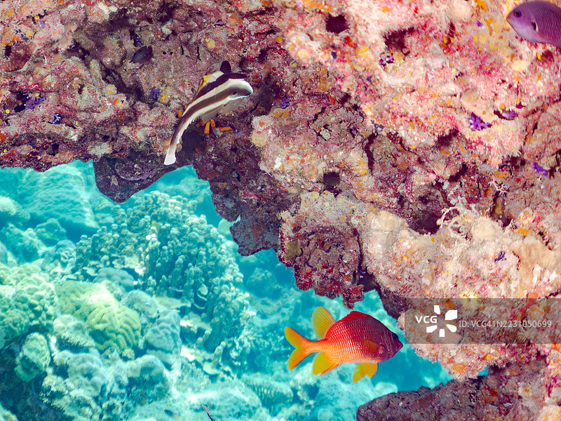 皇冠雀鲷，斑眼士兵鱼，伯恩迪士兵鱼，浣熊蝶鱼，三带旗鱼。一群热带鱼。美丽的珊瑚礁和游泳的人。阿穆尔岛图片素材