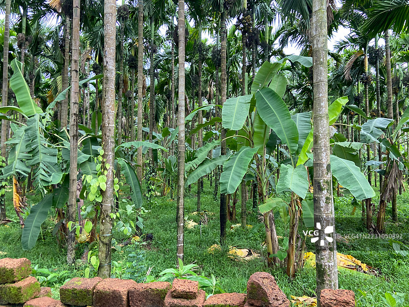 在西尔西的槟榔树种植园。图片素材