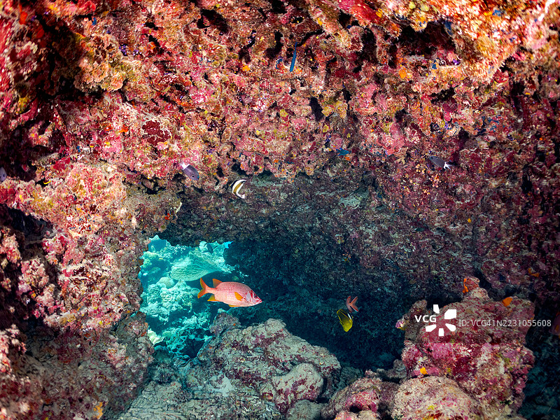 皇冠雀鲷，斑眼士兵鱼，伯恩迪士兵鱼，浣熊蝶鱼，三带旗鱼。一群热带鱼。美丽的珊瑚礁和游泳的人。阿穆尔岛图片素材