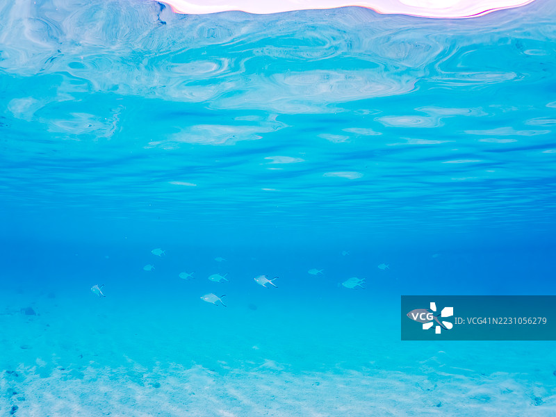 美丽的小斑点飞镖鱼在美丽的白色沙滩上。一群热带鱼。阿穆罗岛，座间味岛，慶良間群岛，岛尻郡，冲绳 - 2025年6月28日图片素材