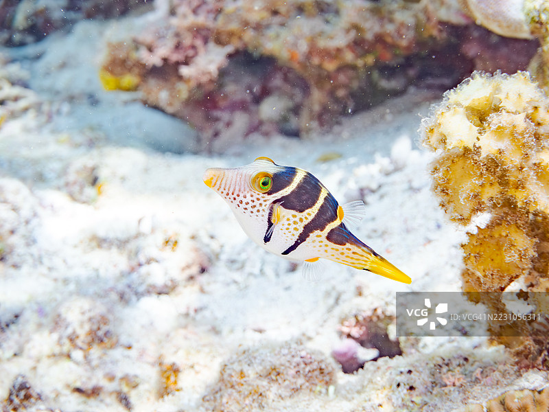 美丽的瓦伦丁尖嘴鱼（Canthigaster valentini）和其他鱼类在美妙的珊瑚礁中。热带鱼群。美丽的珊瑚礁和游泳的人们。阿穆罗岛，座间味岛，庆良间群岛，岛尻郡，冲绳 - 2025图片素材