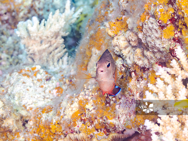 锈色天使鱼，Centropyge ferrugata，珍珠鳞天使鱼，Centropyge vrolikii。一群热带鱼。美丽的珊瑚礁和游泳的人们。阿穆罗岛，座间味岛，庆良间群岛，岛尻郡，冲绳 - 2025年6月28日图片素材