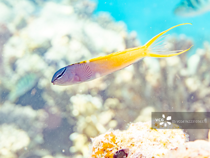 叉尾鳚，Meiacanthus atrodorsalis。一群热带鱼。美丽的珊瑚礁和游泳的人们。阿穆罗岛，座间味岛，庆良间群岛，岛尻郡，冲绳 - 2025年6月28日图片素材