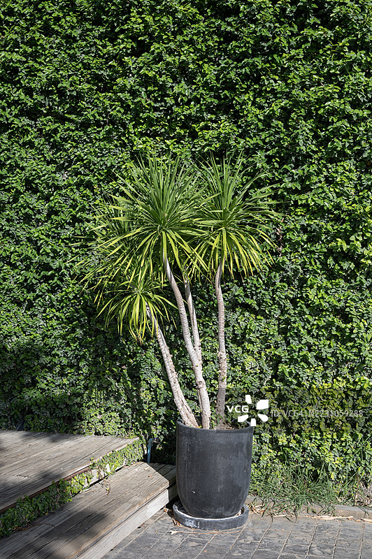 一个黑色花盆里种着植物，放在木制台阶上。图片素材