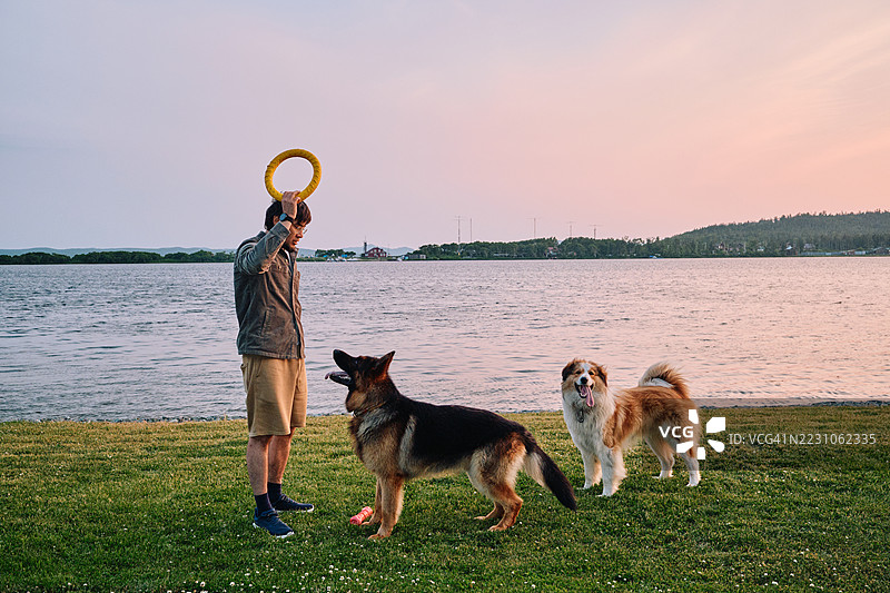 一位亚洲男子在训练两只狗并与它们玩耍。图片素材