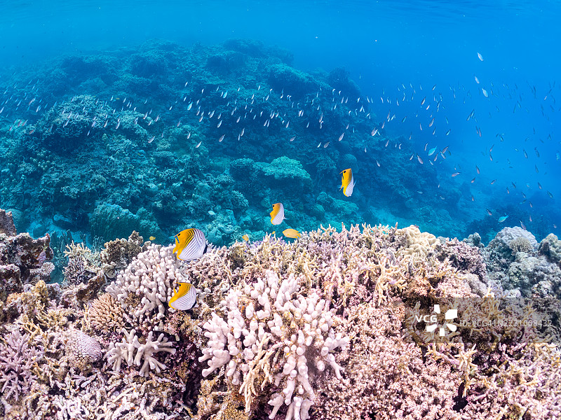 一群美丽的丝带蝶鱼和其他热带鱼在壮观的珊瑚礁中游弋。美丽的珊瑚礁和游泳的人们。阿穆罗岛，座间味岛，庆良间群岛，岛尻郡，冲绳 - 2025年6月28日图片素材
