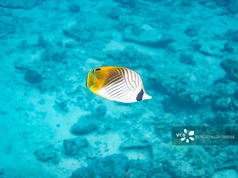 一群美丽的丝带蝴蝶鱼和其他热带鱼在壮观的珊瑚礁中游弋。美丽的珊瑚礁和游泳的人们。阿穆罗岛,座间味岛,庆良间群岛,岛尻郡,冲绳 - 2025年6月28日图片素材