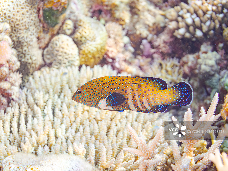 美丽的孔雀石斑鱼、孔雀珊瑚鱼、头足鱼等在奇妙的珊瑚礁中。热带鱼群。美丽的珊瑚礁和游泳的人们。阿穆罗岛、座间味岛、庆良间群岛、岛尻郡、冲绳 - 2025年6月28日图片素材