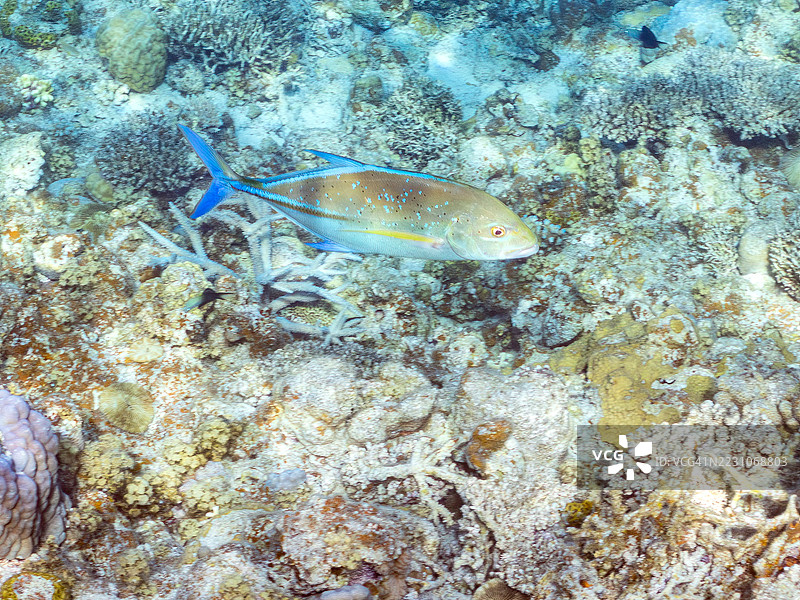 蓝鳍鲹，Caranx melampygus。一群热带鱼。美丽的珊瑚礁和游泳的人们。阿穆罗岛，座间味岛，慶良間群岛，岛尻郡，冲绳 - 2025年6月28日图片素材