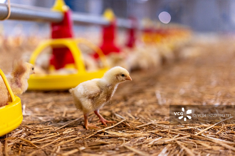 家禽舍里的小鸡/机械农场图片素材