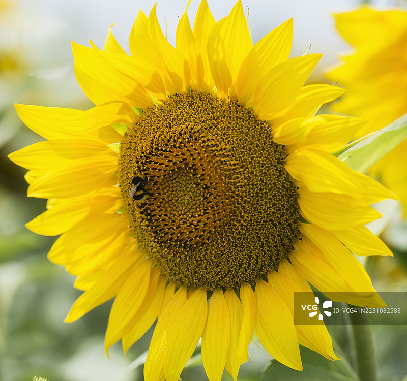 向日葵被大黄蜂造访图片素材