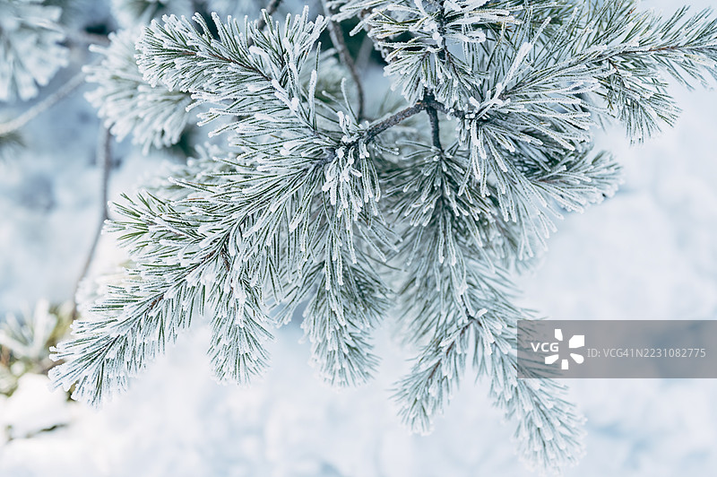 雪覆盖的云杉树枝在降雪中图片素材