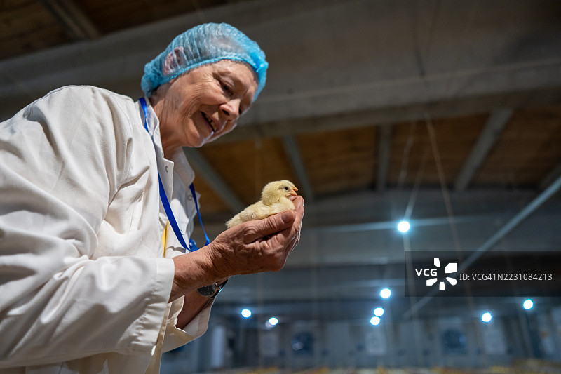 一位年长的女性兽医手中抱着一只小鸡，位于养禽场。图片素材
