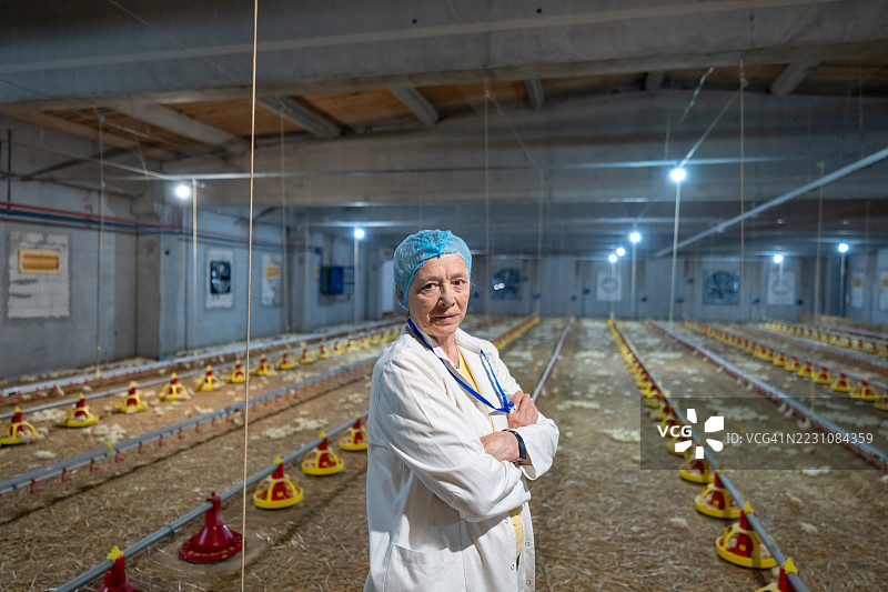 资深女性兽医在禽类农场检查鸡只图片素材