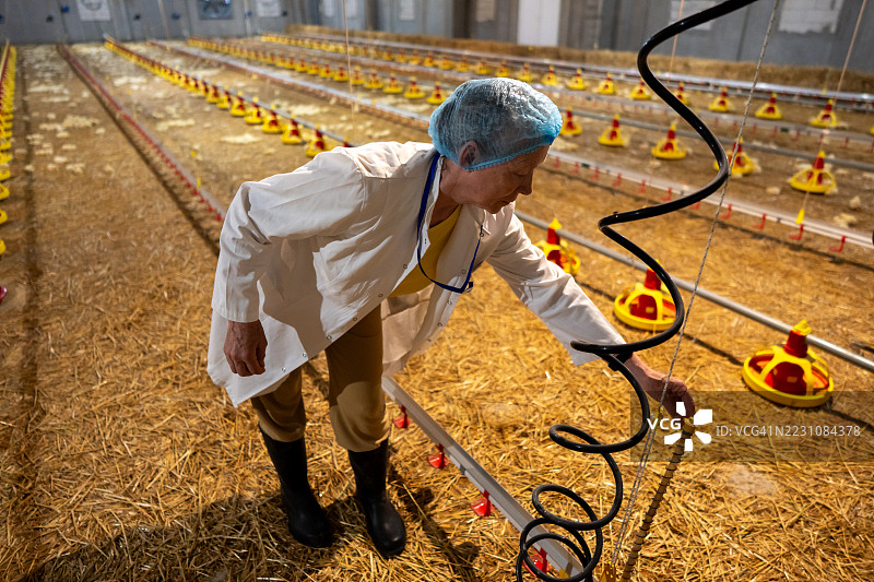 资深女性兽医在养鸡场检查鸡只图片素材