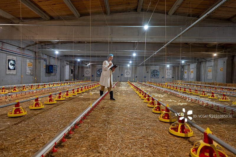 资深女性兽医在养鸡场检查鸡只图片素材