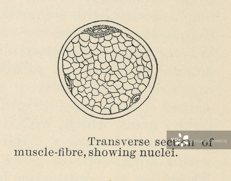 旧版雕刻插图展示了骨骼肌，脊椎动物肌肉组织的三种类型之一图片素材