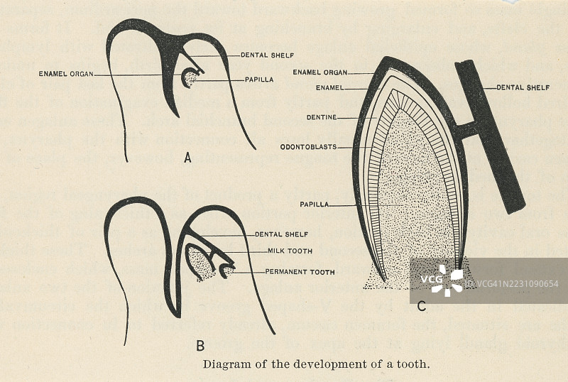 早期人类胚胎发育的古老雕刻插图 - 牙齿发育的示意图图片素材