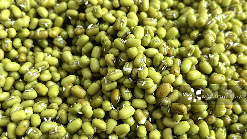 发芽绿豆的特写，代表素食蛋白、可持续性和天然食品图片素材