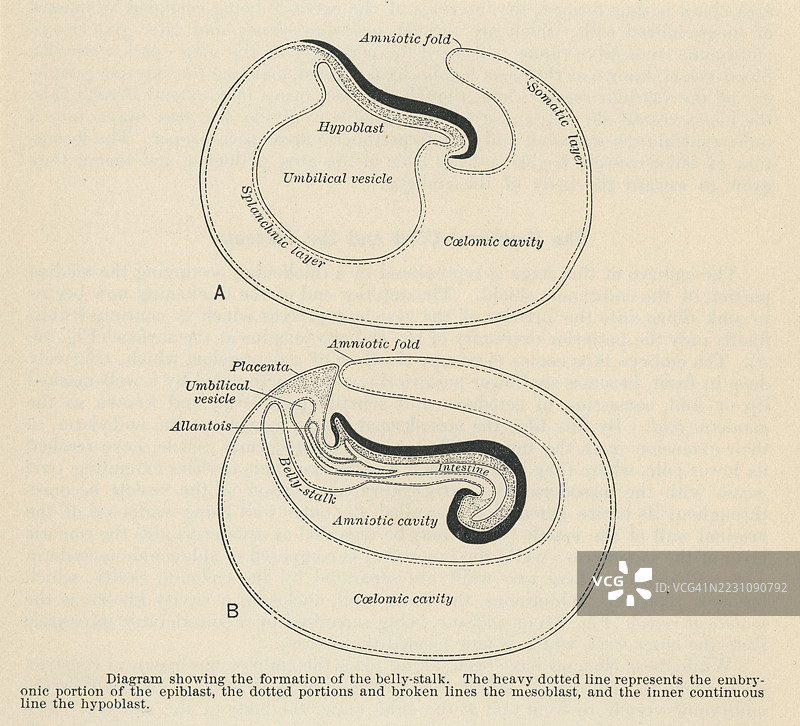 旧版雕刻插图，展示胚胎腹部的图解（图解显示肚脐柄的形成）图片素材