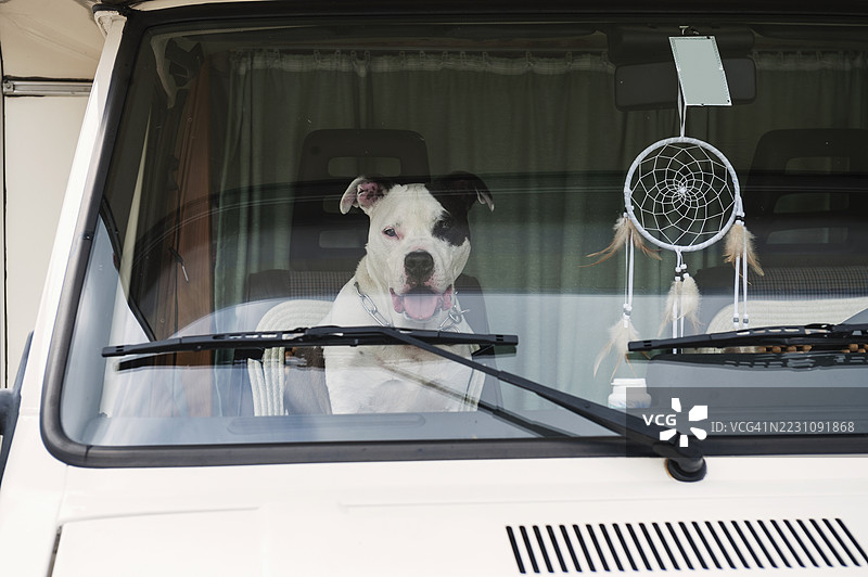 美国斯塔福德郡犬在车里图片素材