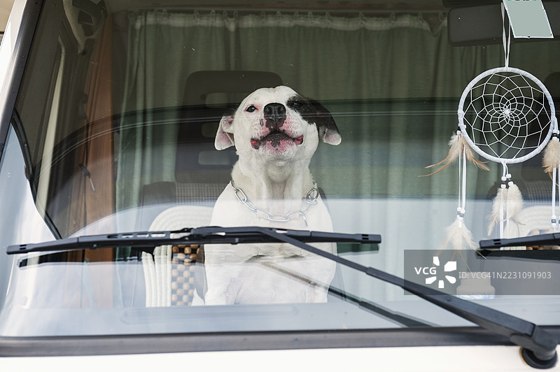美国斯塔福德郡梗在车里图片素材