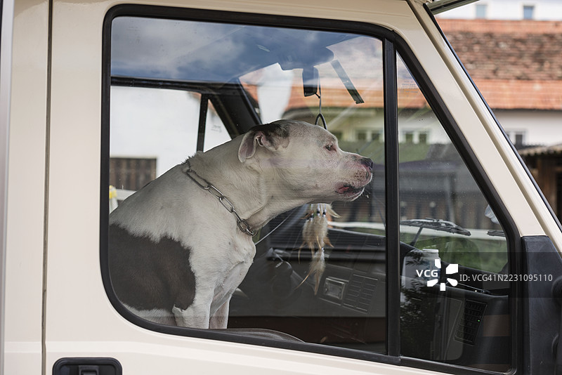 美国斯塔福德郡犬在车里图片素材