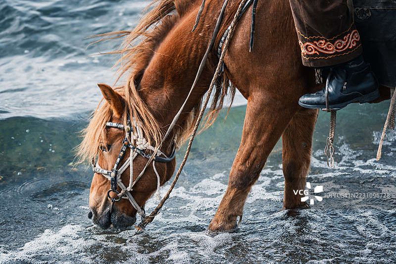 蒙古湖岸边马饮水的特写镜头图片素材