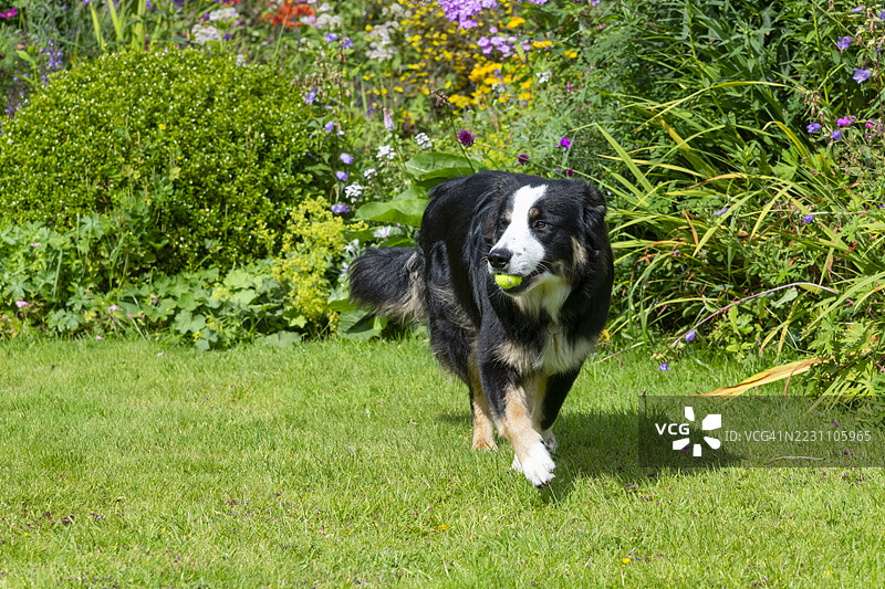 夏季花园里的一只边境牧羊犬和一个球图片素材