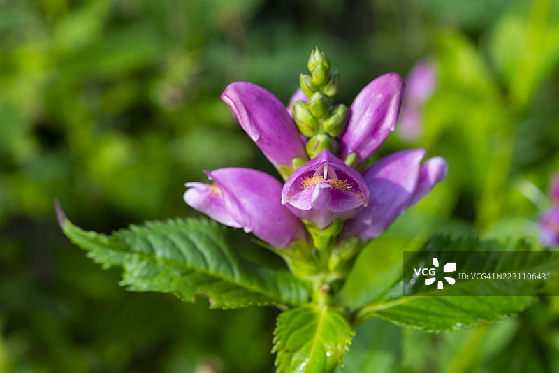 龟头花（Chelone Obliqua）植物在夏末开花图片素材