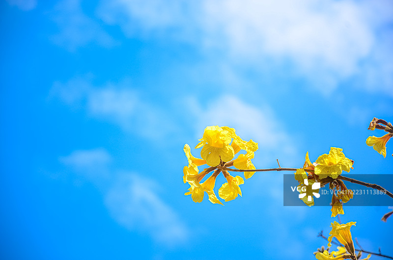 金钟花在晴朗的蓝天下盛开，广东省江门市。生机勃勃的春季自然背景。阳光照耀下的黄色金钟花（Tabebuia chrysantha）花朵，呈现出精致的喇叭形状，向无云的蔚蓝天空伸展。图片素材