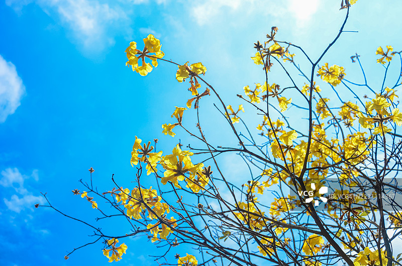 金钟花在晴朗的蓝天下盛开，广东省江门市。生机勃勃的春季自然背景。阳光照耀下的黄色金钟花（Tabebuia chrysantha）花朵呈现出精致的喇叭形状，向无云的蔚蓝天空伸展。图片素材