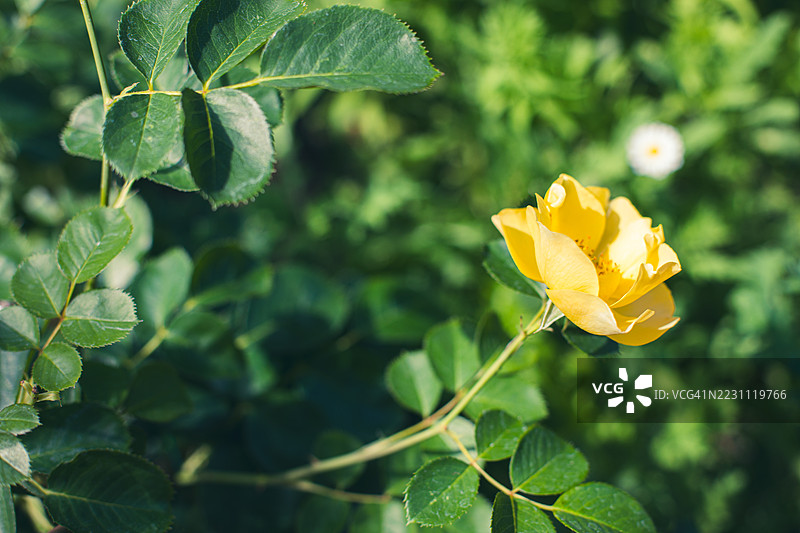 英国的花卉图片素材