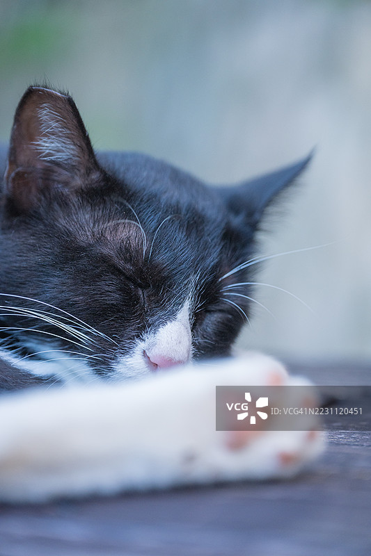 一只黑白相间的猫在地上睡觉图片素材