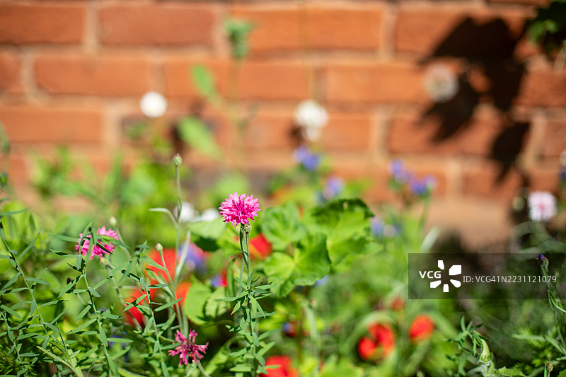 花朵与墙壁图片素材