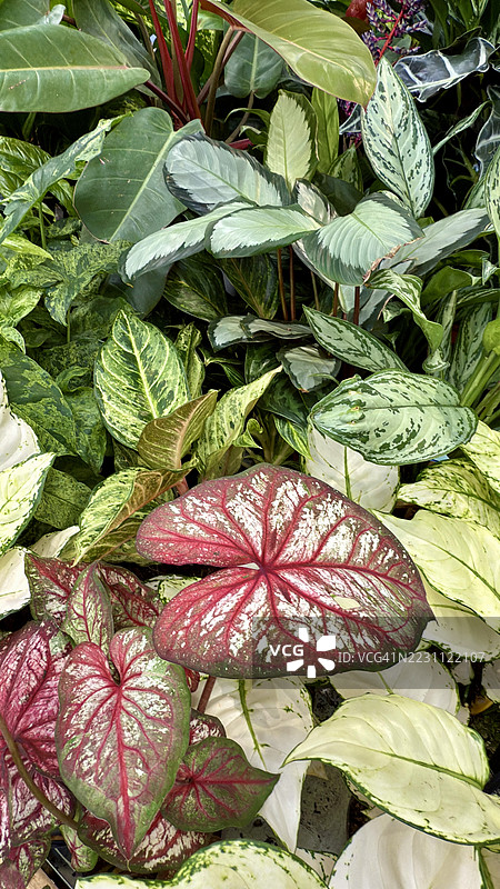 天使之翼或大象耳朵（Caladium Lindenii）植物的特写叶子图片素材