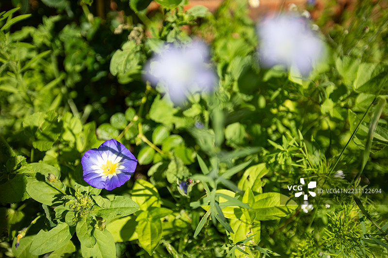 威尔士的花卉与花园图片素材
