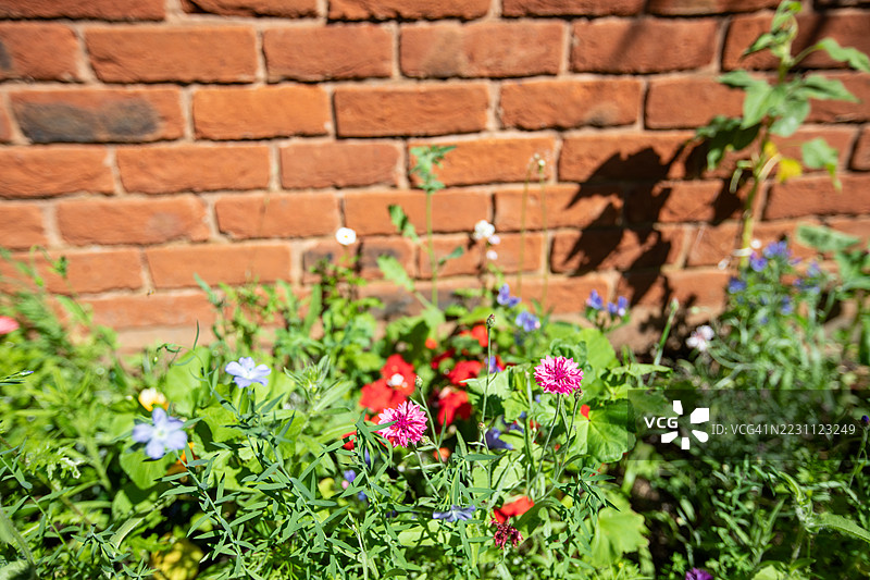 野花自然摄影图片素材