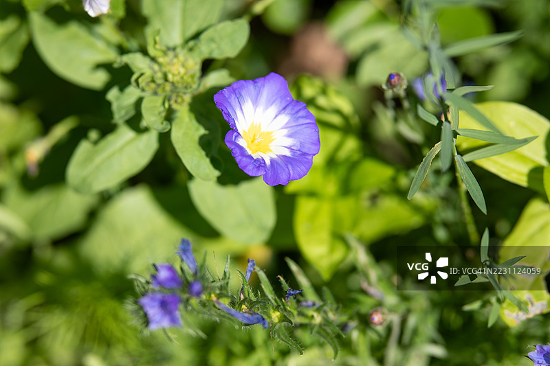 野生蓝花摄影图片素材