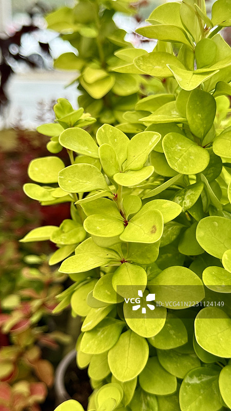 日本小檗（Berberis thunbergii ‘Neon Gold’）的叶子特写图片素材