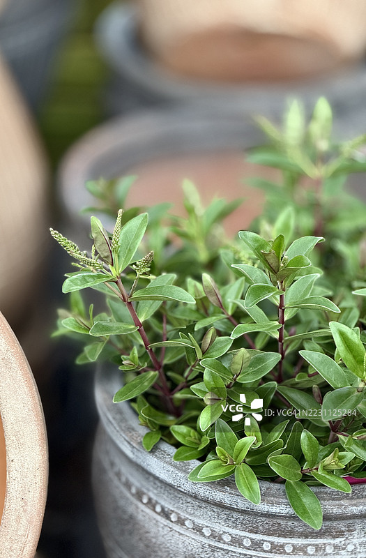 拉凯赫比植物（Veronica Rakaiensis）叶子在花盆中特写生长图片素材