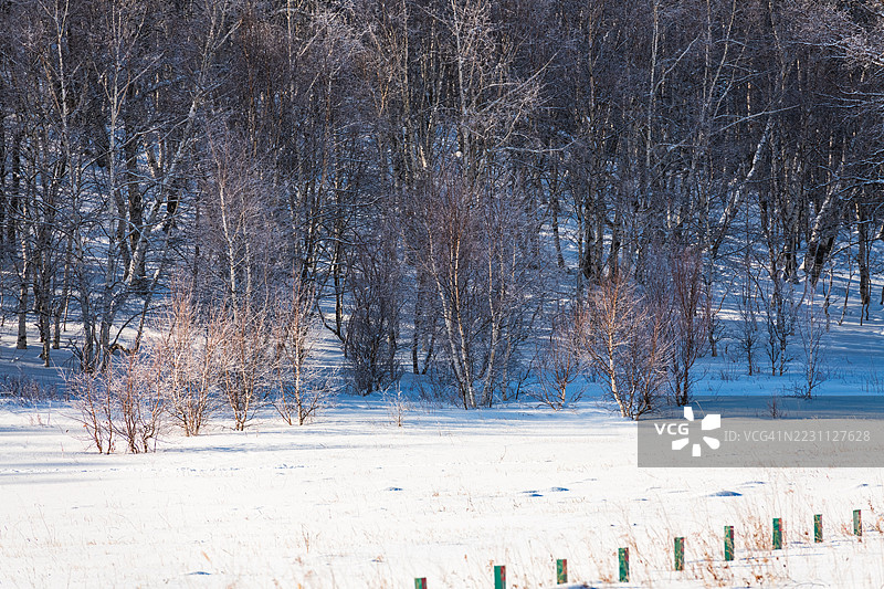 雪景中光秃的树木和覆盖着雪的田野图片素材