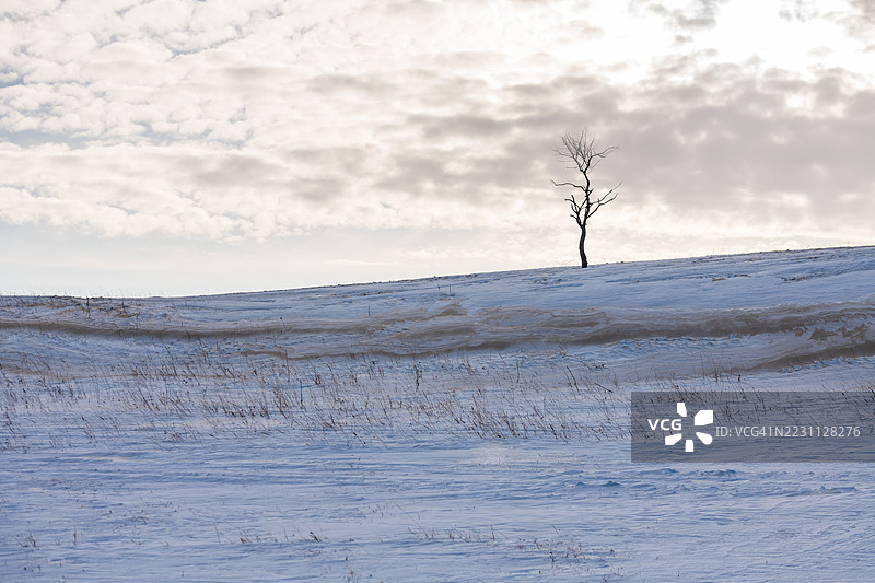 一棵孤独的树矗立在被雪覆盖的田野上，天空阴云密布图片素材